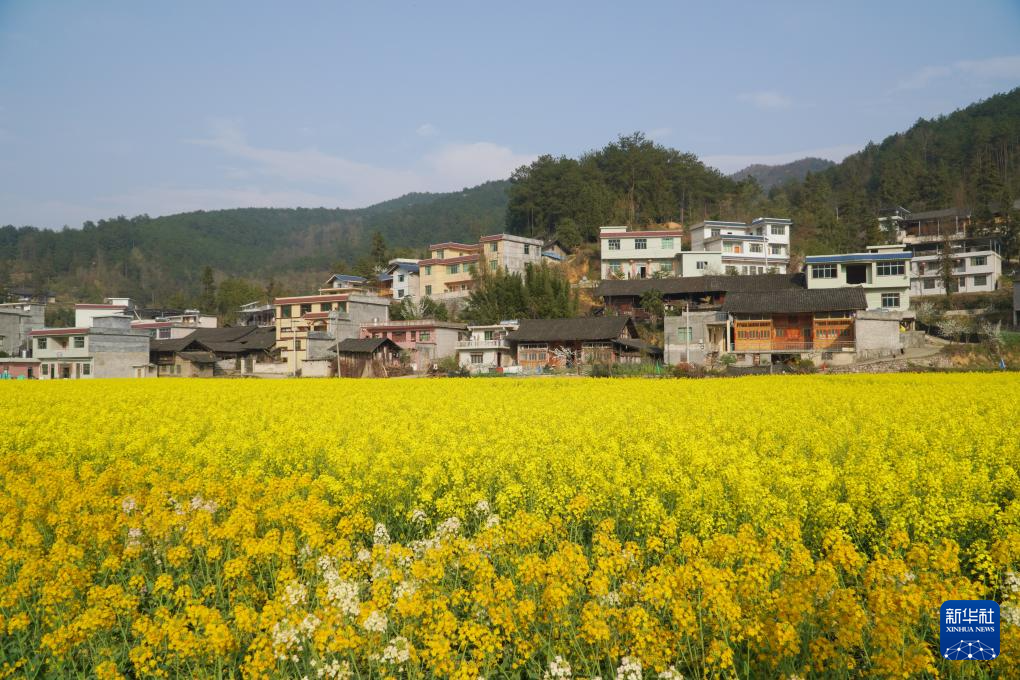贵州石阡：油菜花开春意浓(图4)