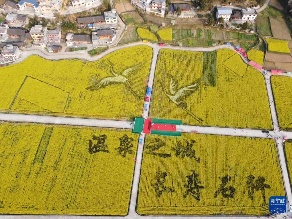 贵州石阡：油菜花开春意浓(图3)