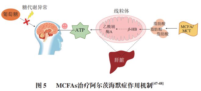 《食品科学》:中国农业大学肖卫华教授等:中链脂肪酸在疾病辅助治疗中的应用及作用机制研究进展(图6) 《食品科学》:中国农业大学肖卫华教授等:中链脂肪酸在疾病辅助治疗中的应用及作用机制研究进展(图6)