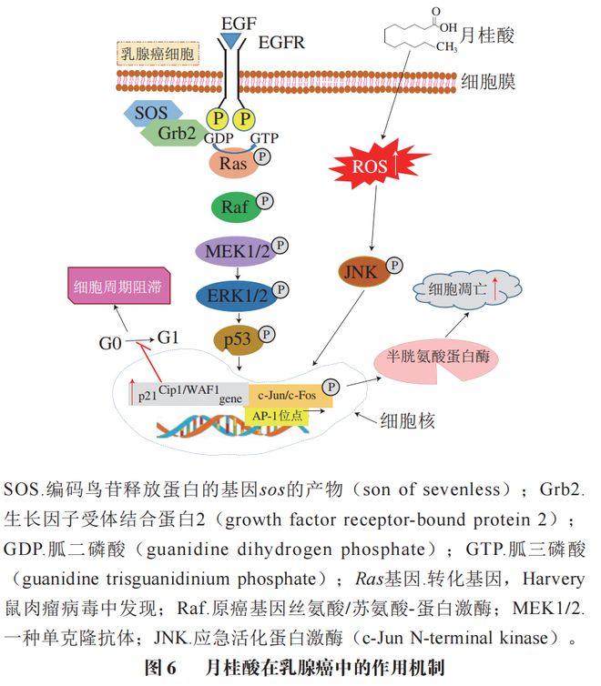《食品科学》:中国农业大学肖卫华教授等:中链脂肪酸在疾病辅助治疗中的应用及作用机制研究进展(图7) 《食品科学》:中国农业大学肖卫华教授等:中链脂肪酸在疾病辅助治疗中的应用及作用机制研究进展(图7)