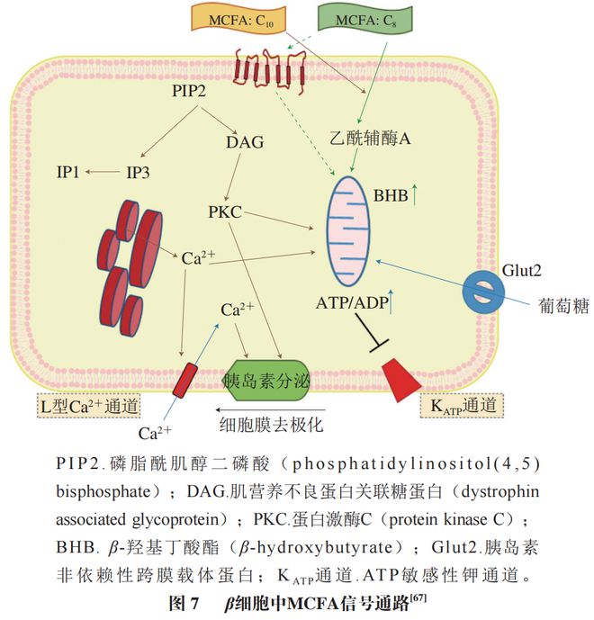 《食品科学》:中国农业大学肖卫华教授等:中链脂肪酸在疾病辅助治疗中的应用及作用机制研究进展(图8) 《食品科学》:中国农业大学肖卫华教授等:中链脂肪酸在疾病辅助治疗中的应用及作用机制研究进展(图8)