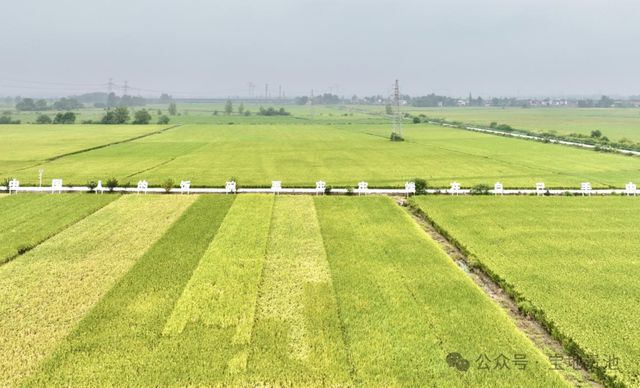 池州市贵池区秋江街道:高标准农田建设催生农业生产集约化 规模化 机械化(图4) 池州市贵池区秋江街道:高标准农田建设催生农业生产集约化 规模化 机械化(图4)