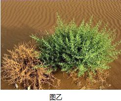 【地理释疑】什么是耕地?什么是林地?草固沙植被(图15) 【地理释疑】什么是耕地?什么是林地?草固沙植被(图15)