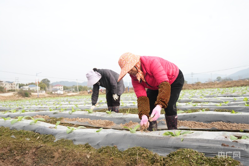 耕山牧海福恰来|福建上杭:高标准农田筑牢增收基石(图2) 耕山牧海福恰来|福建上杭:高标准农田筑牢增收基石(图2)